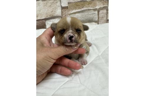 販売中の山口県のミックス犬-389338の5枚目