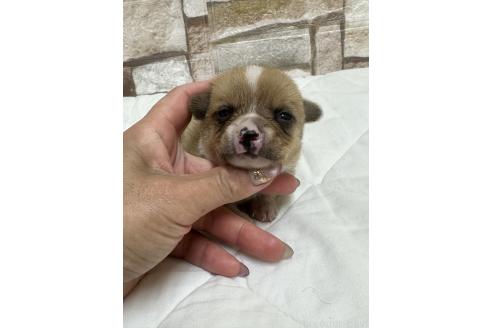 販売中の山口県のミックス犬-389338の4枚目