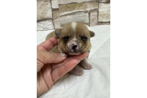 販売中の山口県のミックス犬-389338の3枚目