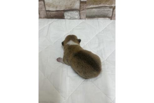 販売中の山口県のミックス犬-389338の2枚目