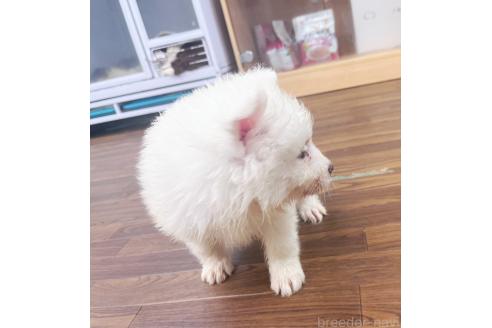 販売中の東京都のサモエド-389345の5枚目