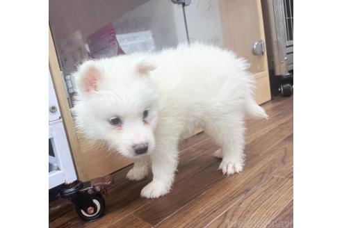 販売中の東京都のサモエド-389345の2枚目