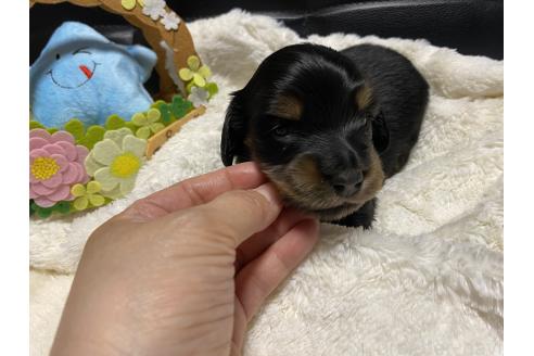 販売中の岐阜県のミニチュアダックスフンド(ロングヘアード)-389352の7枚目