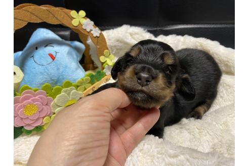 販売中の岐阜県のミニチュアダックスフンド(ロングヘアード)-389352の2枚目