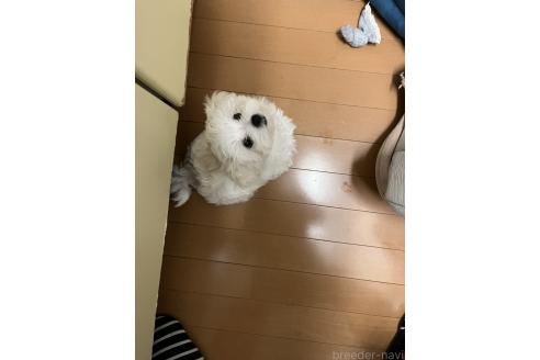 成約済の滋賀県のマルチーズ-377496の8枚目
