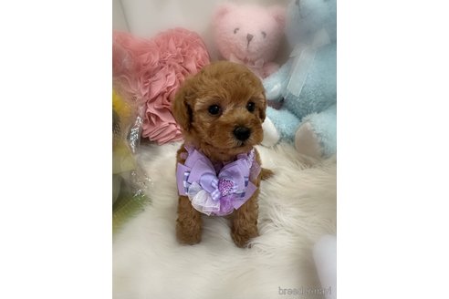 販売中の香川県のトイプードル-389222の2枚目