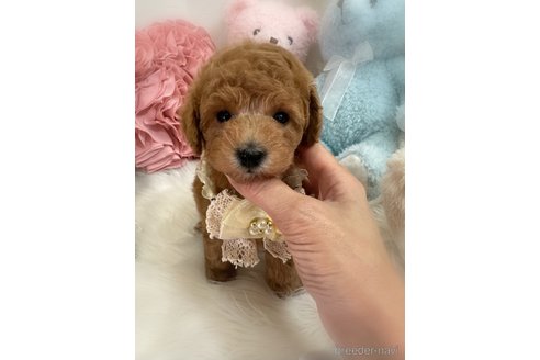販売中の香川県のトイプードル-389223の4枚目