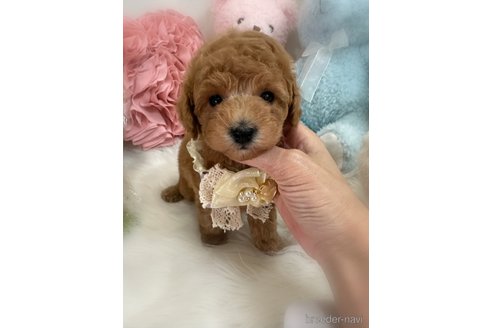 販売中の香川県のトイプードル-389223の2枚目