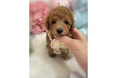 販売中の香川県のトイプードル-389223の3枚目