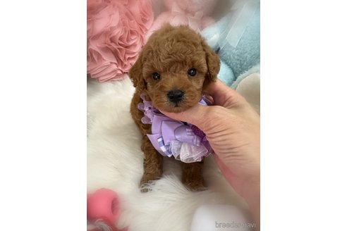 販売中の香川県のトイプードル-389224の4枚目
