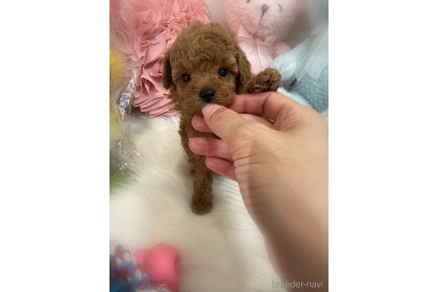 販売中の香川県のトイプードル-389224の3枚目