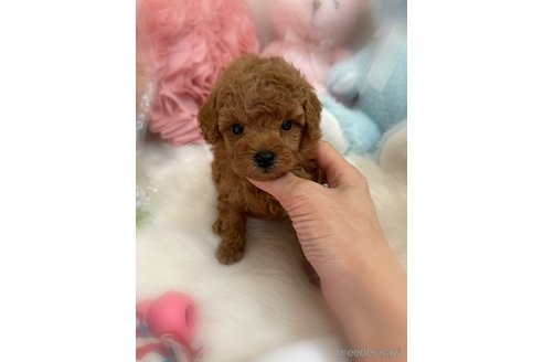 販売中の香川県のトイプードル-389224の2枚目