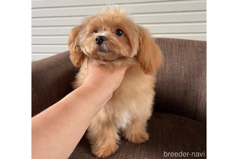 販売中の大阪府のミックス犬-369863の1枚目