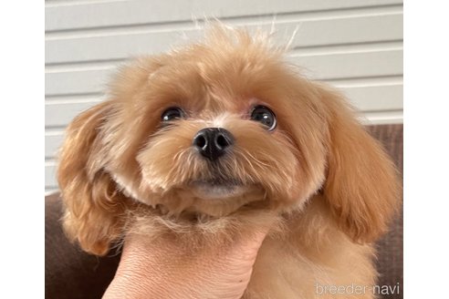 販売中の大阪府のミックス犬-369863の5枚目