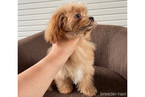 販売中の大阪府のミックス犬-369863の4枚目