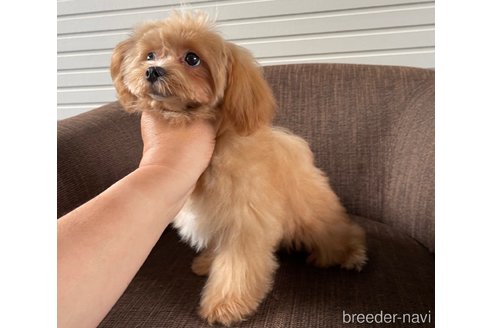 販売中の大阪府のミックス犬-369863の3枚目