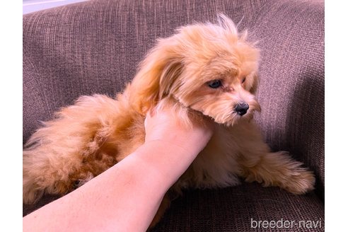 販売中の大阪府のミックス犬-369863の2枚目