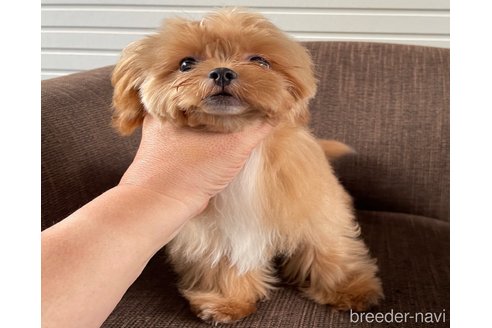 成約済の大阪府のミックス犬-369865の1枚目