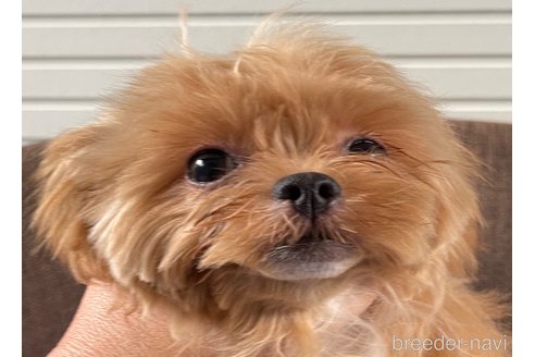 成約済の大阪府のミックス犬-369865の5枚目