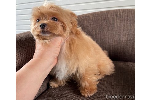 成約済の大阪府のミックス犬-369865の3枚目