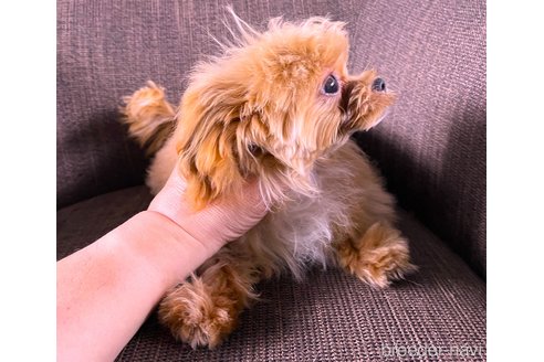 成約済の大阪府のミックス犬-369865の2枚目