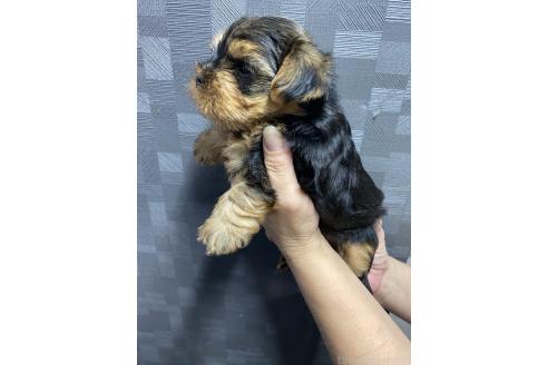 販売中の愛媛県のヨークシャーテリア-389225の3枚目