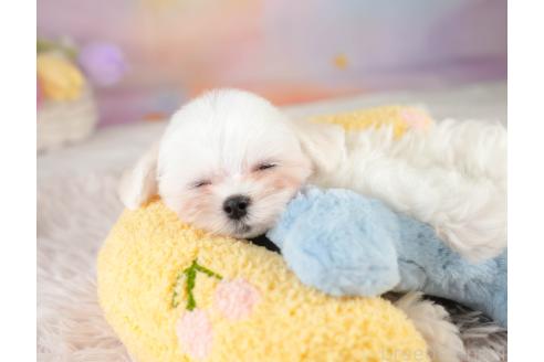 販売中の埼玉県のマルチーズ-388809の4枚目