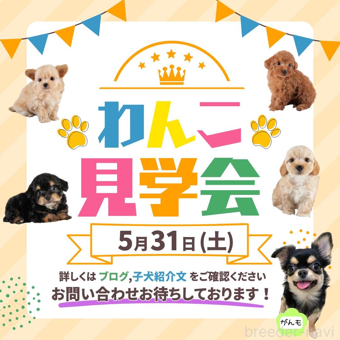 販売中の埼玉県のマルチーズ-388809の3枚目