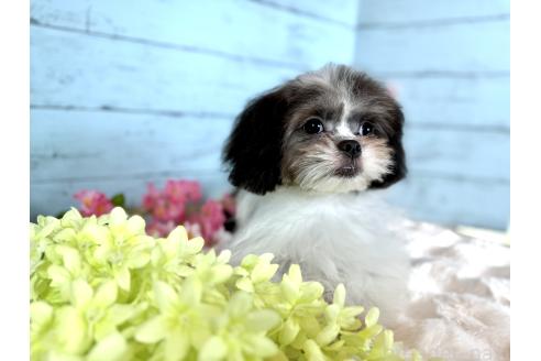 販売中の埼玉県のミックス犬-389231の7枚目