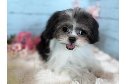 販売中の埼玉県のミックス犬-389231の6枚目
