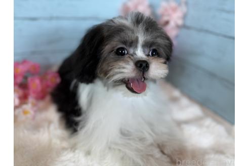 販売中の埼玉県のミックス犬-389231の5枚目