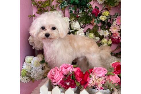 販売中の大阪府のミックス犬-376978の4枚目