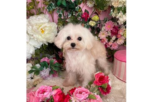 販売中の大阪府のミックス犬-376978の3枚目