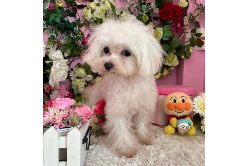 販売中の大阪府のミックス犬-376978の2枚目