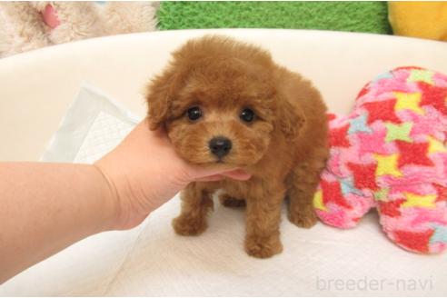 成約済の大阪府のトイプードル-389366の1枚目