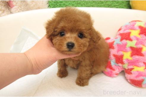 成約済の大阪府のトイプードル-389366の2枚目