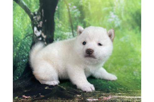 成約済の福岡県の豆柴-387468の4枚目
