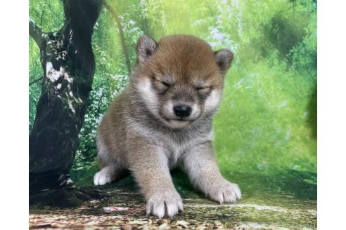 成約済の福岡県の豆柴-387470の6枚目