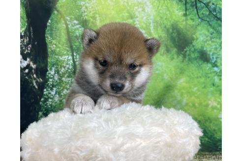 成約済の福岡県の豆柴-387470の2枚目