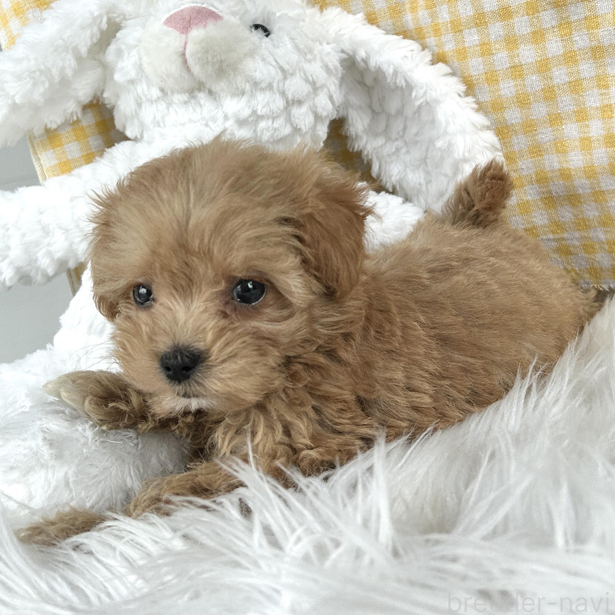 成約済の栃木県のマルプー:マルチーズ×トイプードル-385096の11枚目