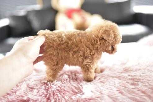 成約済の茨城県のティーカッププードル-389404の2枚目