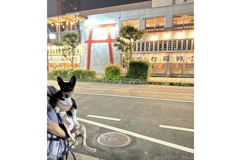 販売中の兵庫県のバセンジー-372021の3枚目