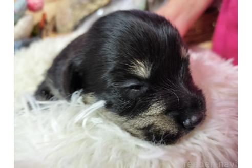 販売中の栃木県のミックス犬-389417の6枚目