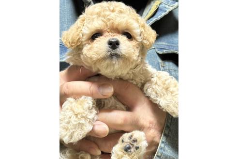 成約済の福島県のマルプー:マルチーズ×トイプードル-387376の9枚目