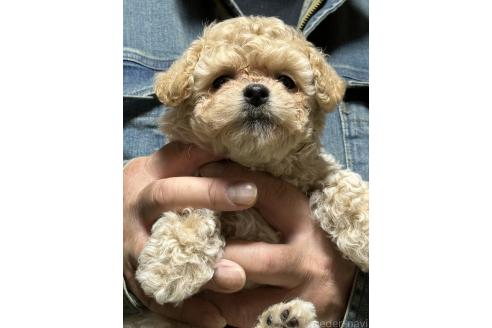 成約済の福島県のマルプー:マルチーズ×トイプードル-387376の8枚目