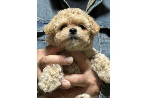 成約済の福島県のマルプー:マルチーズ×トイプードル-387376の7枚目