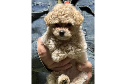 成約済の福島県のマルプー:マルチーズ×トイプードル-387376の5枚目