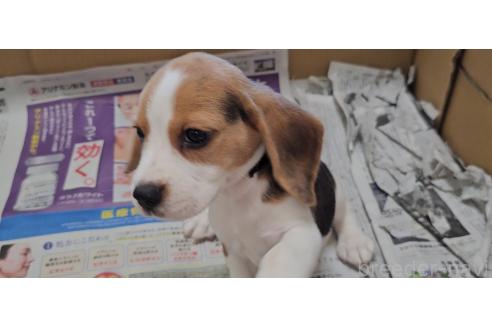 成約済の愛知県のビーグル-389418の6枚目