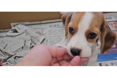 成約済の愛知県のビーグル-389418の3枚目