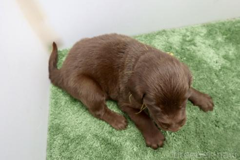 成約済の群馬県のフラットコーテッドレトリーバー-389420の3枚目